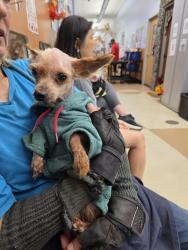 Lost Female Dog last seen Dekalb County animal shelters, DeKalb County, GA 30021