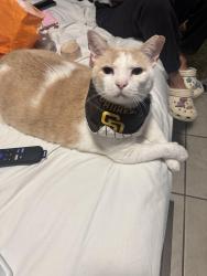 Reunited Male Cat last seen Near donax ave, San Diego, CA 92154