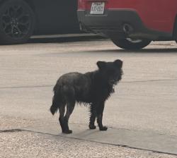 Reunited Male Dog last seen Near west Higgins street, Humble, TX 77347
