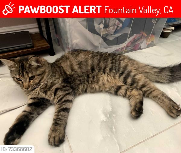 Lost Female Cat last seen Slater and Bushard, Fountain Valley, CA 92708