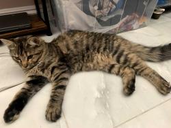 Lost Female Cat last seen Slater and Bushard, Fountain Valley, CA 92708