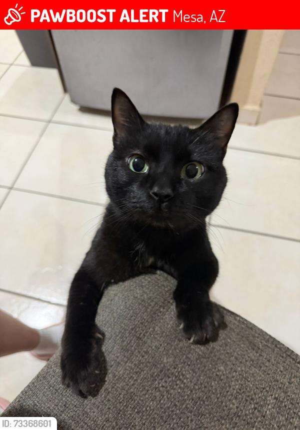 Lost Male Cat last seen Near s mesa dr, Mesa, AZ 85204