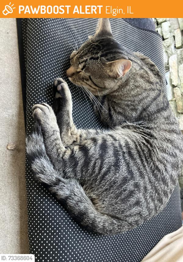 Found/Stray Male Cat last seen Bent st Illinois ave, Elgin, IL 60120