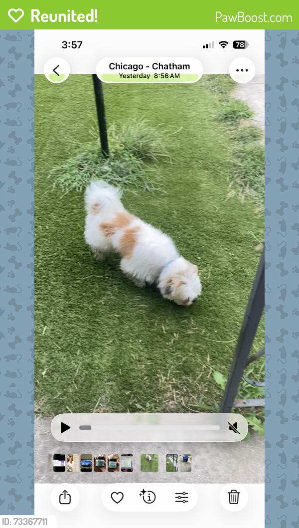 Reunited Male Dog last seen 89th and St. Lawrence, Chicago, IL 60619