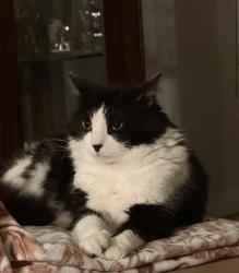 Reunited Male Cat last seen Martin Luther King Ave, Morristown, NJ 07960, USA, Morristown, NJ 07960
