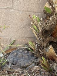 Found/Stray Unknown Reptile last seen Neighborhood near windmill & eastern, Henderson, NV 89074