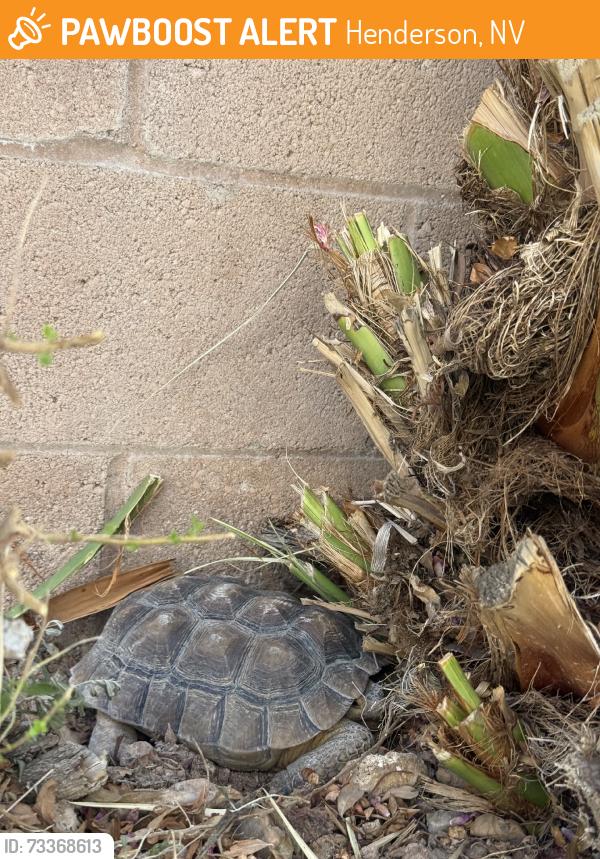 Found/Stray Unknown Reptile last seen Neighborhood near windmill & eastern, Henderson, NV 89074