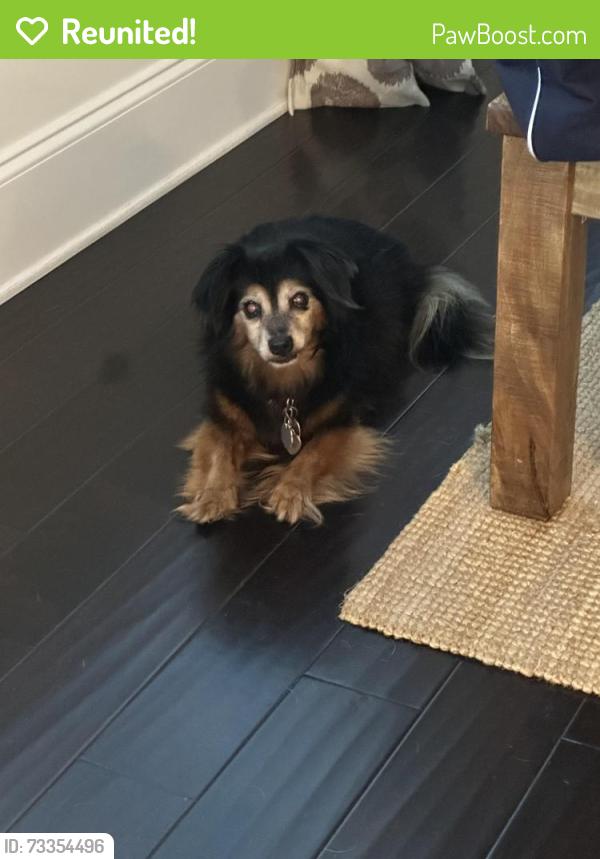 Reunited Female Dog last seen Wyngate, Woodstock, GA 30189