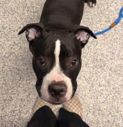 Shelter Stray Female Dog last seen W 8th Ave// Allison St, Lakewood, CO, 80226, 580 McIntyre St, Golden, CO 80401, USA