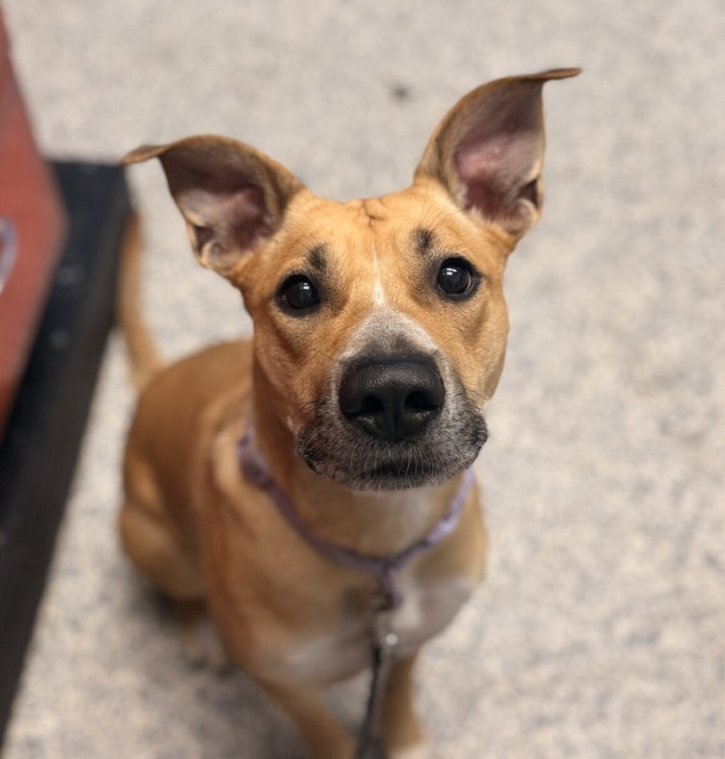 Shelter Stray Female Dog last seen CO, 580 McIntyre St, Golden, CO 80401, USA