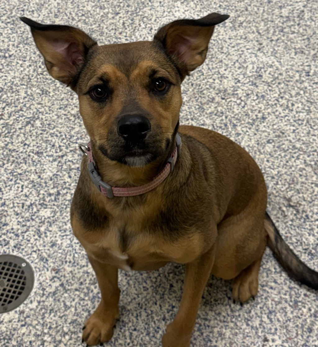 Shelter Stray Female Dog last seen cross streets W Mississippi + S Pierce, Lakewood, CO, 80232, 580 McIntyre St, Golden, CO 80401, USA