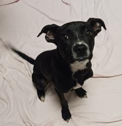 Shelter Stray Male Dog last seen Near Elm Street, SAN LEANDRO, CA, 94579, 8323 Baldwin St, Oakland, CA 94621, USA