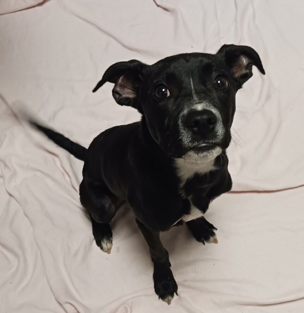 Shelter Stray Male Dog last seen Near Elm Street, SAN LEANDRO, CA, 94579, 8323 Baldwin St, Oakland, CA 94621, USA