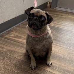 Shelter Stray Female Dog last seen Via De La Amistad, San Diego, CA, 92154, 5500 Gaines St, San Diego, CA 92110, USA