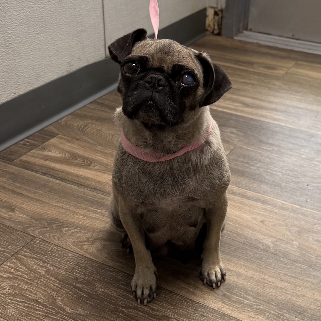 Shelter Stray Female Dog last seen Via De La Amistad, San Diego, CA, 92154, 5500 Gaines St, San Diego, CA 92110, USA