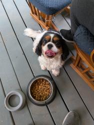Found/Stray Female Dog last seen Hillside and Central, Wichita, KS 67208