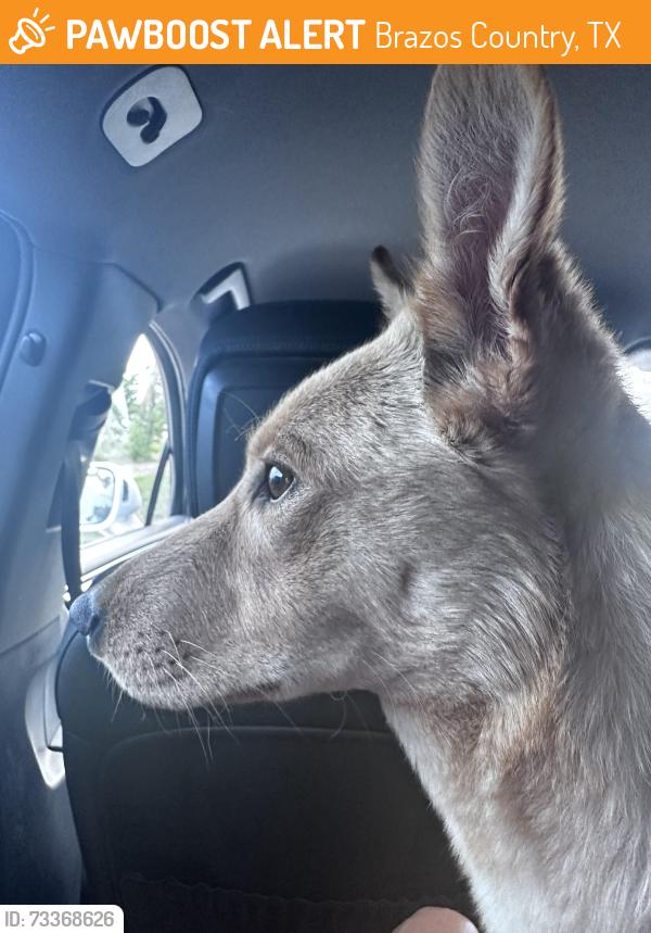 Found/Stray Female Dog last seen Kathy’s Korner, Brazos Country, TX 77474