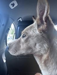 Found/Stray Female Dog last seen Kathy’s Korner, Brazos Country, TX 77474