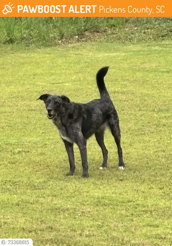Found/Stray Unknown Dog last seen Legacy Ln, Pickens County, SC 29671