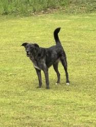 Found/Stray Unknown Dog last seen Legacy Ln, Pickens County, SC 29671