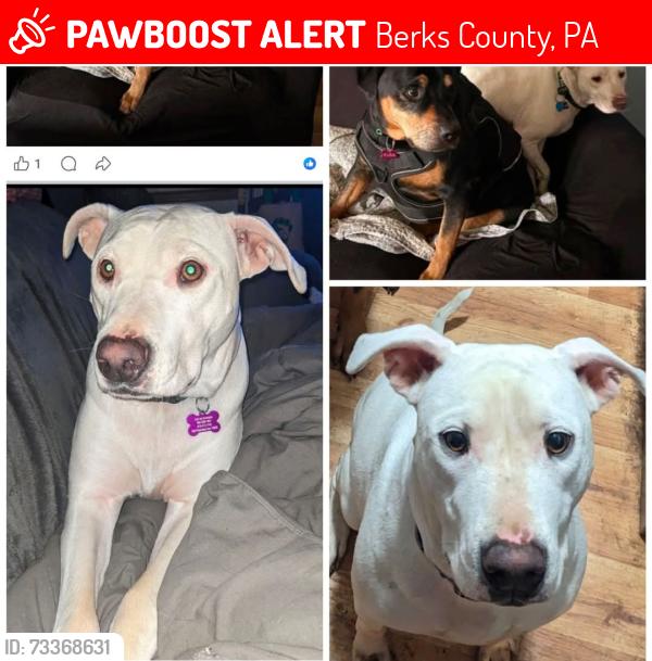 Lost Female Dog last seen 27th Street Reading pa, Berks County, PA 19606