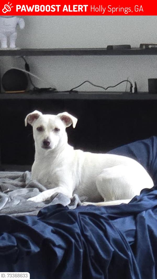 Lost Female Dog last seen Near hill lane manor texas 78653, Holly Springs, GA 30115