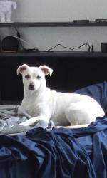 Lost Female Dog last seen Near hill lane manor texas 78653, Holly Springs, GA 30115