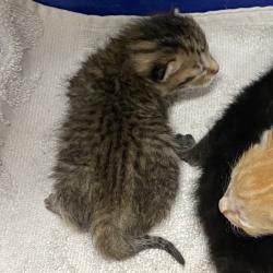 Shelter Stray Unknown Cat last seen , 901 N Haverty St, Pine Bluff, AR 71601, USA