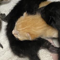Shelter Stray Unknown Cat last seen , 901 N Haverty St, Pine Bluff, AR 71601, USA