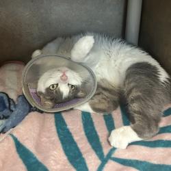 Shelter Stray Male Cat last seen , 8020 Washington St, Port Richey, FL 34668, USA
