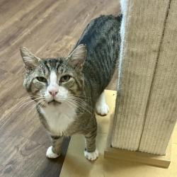 Shelter Stray Male Cat last seen , 8020 Washington St, Port Richey, FL 34668, USA