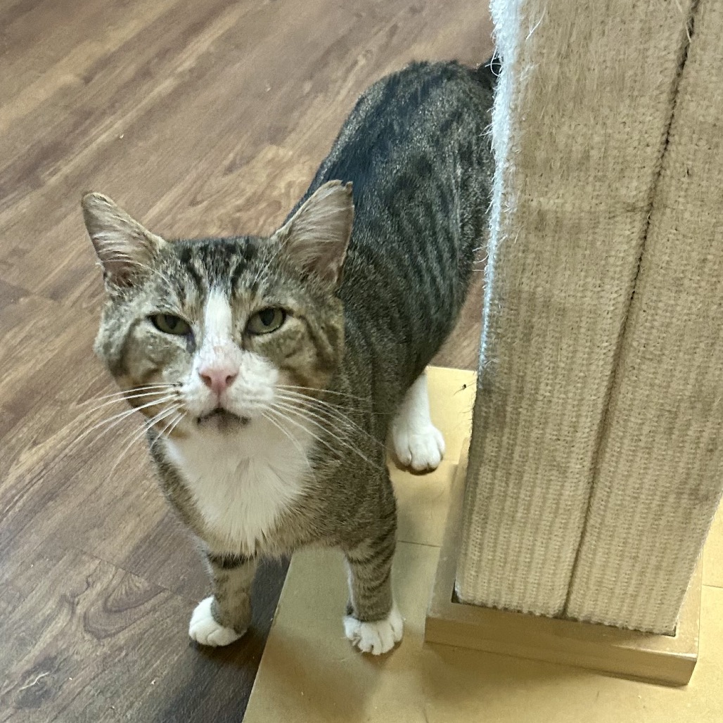 Shelter Stray Male Cat last seen , 8020 Washington St, Port Richey, FL 34668, USA