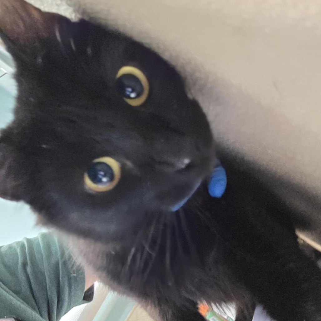 Shelter Stray Female Cat last seen , 2608 Center St, Tacoma, WA 98409, USA