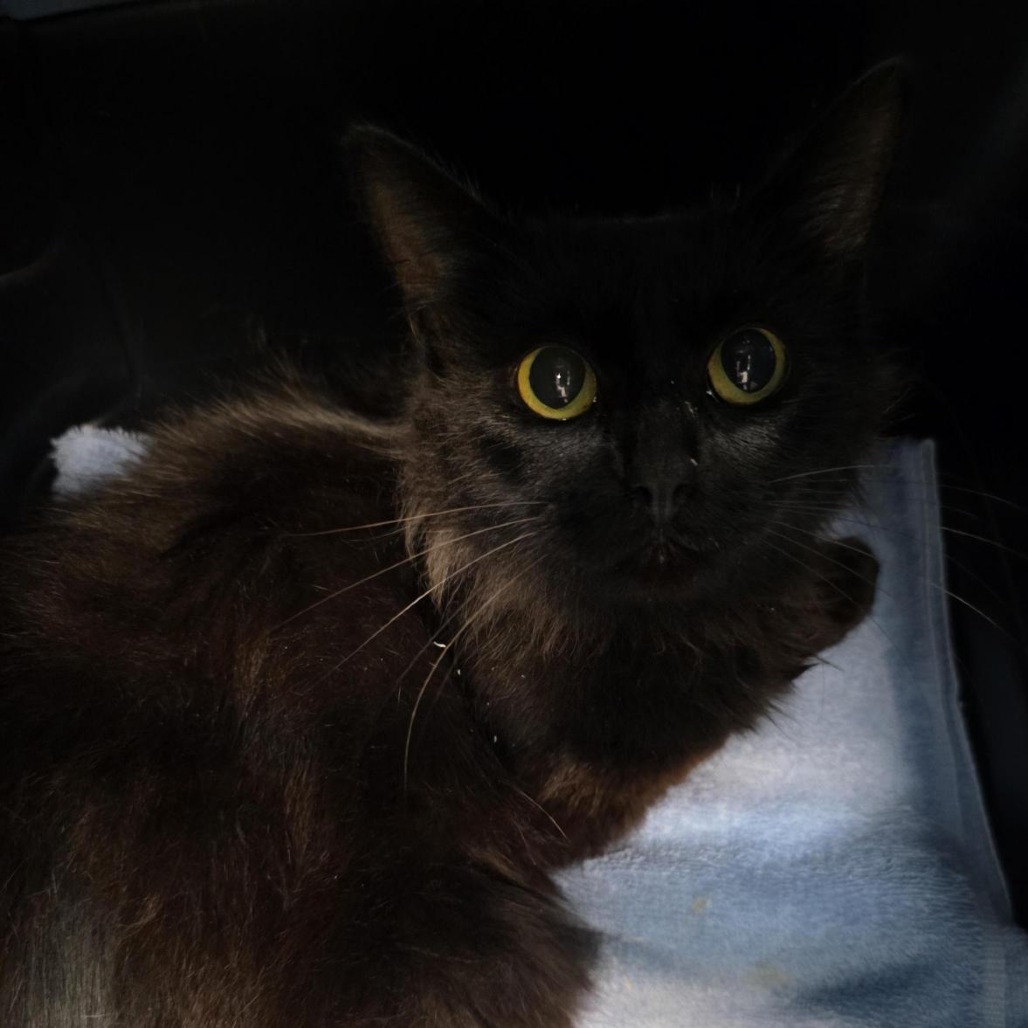 Shelter Stray Female Cat last seen , 2608 Center St, Tacoma, WA 98409, USA