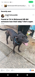 Lost Female Dog last seen Harris trail Rd and hwy 17, Richmond Hill, GA 31419