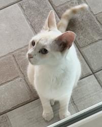 Found/Stray Unknown Cat last seen California, Port St. Lucie, FL 34953