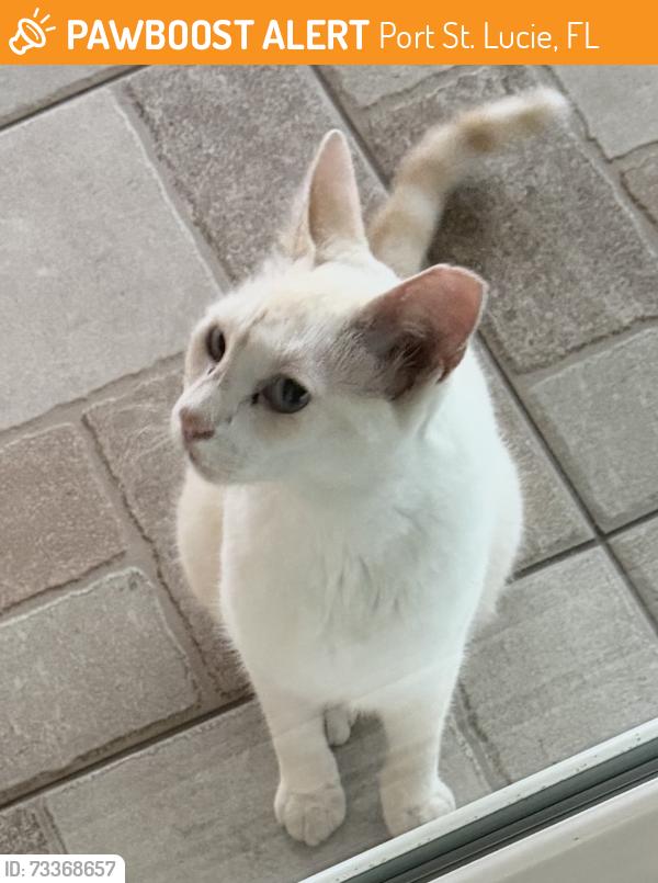 Found/Stray Unknown Cat last seen California, Port St. Lucie, FL 34953