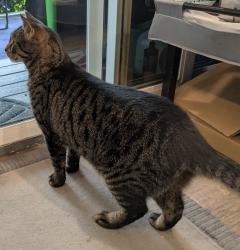 Reunited Unknown Cat last seen S. Pilgrim St. & 57th Ave S., Seattle, WA 98118