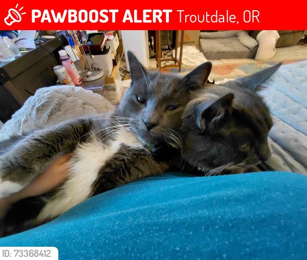 Lost Male Cat last seen Viewpoint drive, Troutdale, OR 97060