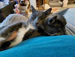 Lost Male Cat last seen Viewpoint drive, Troutdale, OR 97060