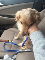 Reunited Female Dog last seen Open Range Drive, Fort Worth, TX 76262