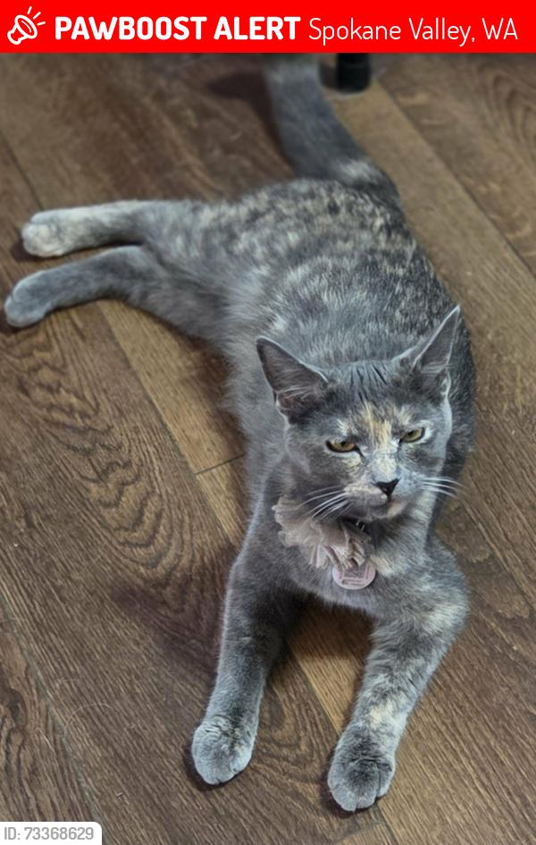 Lost Female Cat last seen mission and adams, Spokane Valley, WA 99216
