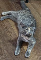 Lost Female Cat last seen mission and adams, Spokane Valley, WA 99216