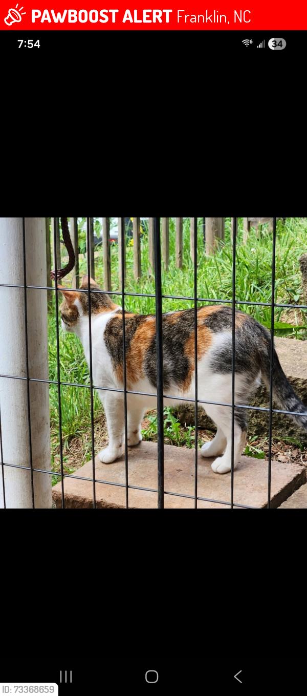 Lost Female Cat last seen Green St and Lyle St, Franklin, NC 28734