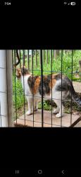 Lost Female Cat last seen Green St and Lyle St, Franklin, NC 28734