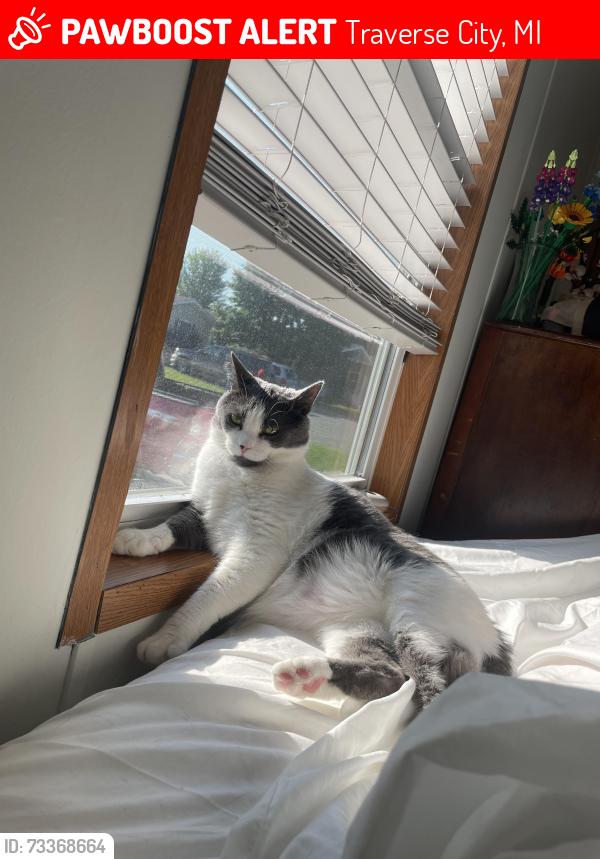 Lost Male Cat last seen Near Treelane Dr in Kings Court, Traverse City, MI 49686