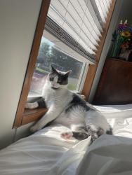 Lost Male Cat last seen Near Treelane Dr in Kings Court, Traverse City, MI 49686