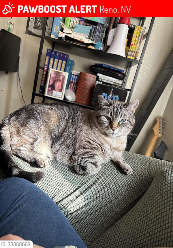 Lost Female Cat last seen Moya, Silver Lake Rd, Reno, NV 89506
