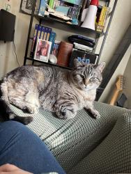 Lost Female Cat last seen Moya, Silver Lake Rd, Reno, NV 89506