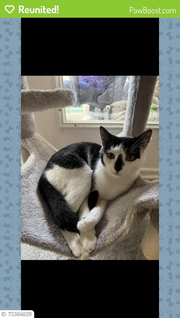 Reunited Male Cat last seen Lendire / Putnam Dr, Wilmington, NC 28411